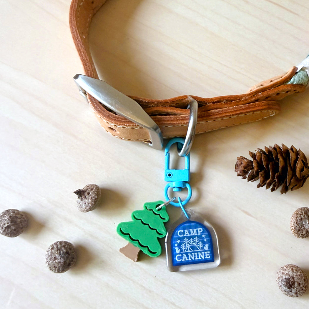 A tan leather dog collar with a silver metal clasp, decorated with a bright blue 'Camp Canine' acrylic tag and a green tree charm, displayed on a light wood surface with pinecones and acorns.