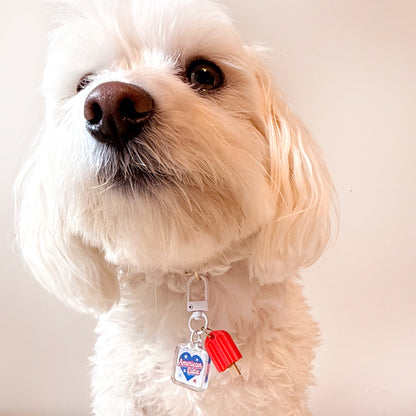 Small dog wearing the American Cutie summer collar charm.