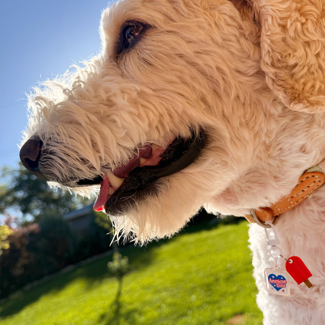 Goldendoodle wearing the American Cutie popsicle dog collar charm outdoors.